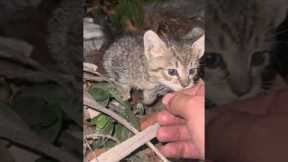 Man Lures Stray Kitty With Meows