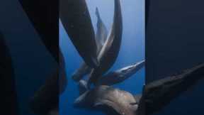 Diver's Incredible Close-Up Whale Experience
