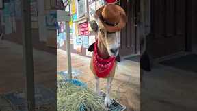 This goat became a sheriff for Halloween!