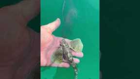 Strange Fish With Wings Discovered