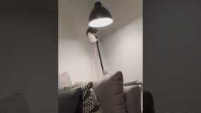 Acrobatic Rats Perform In Living Room