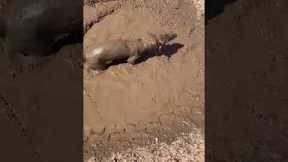 Dachshund Has The Ultimate Mud Bath