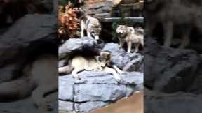 Puppy Scared of Taxidermy Wolves