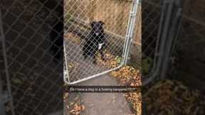 Fences Can't Contain This Dog
