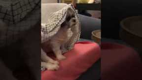 Dogs Snuggle To Watch Horror Movie