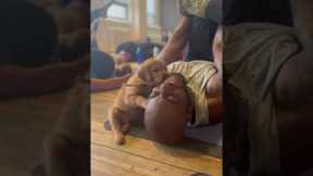 Puppy Tries To Eat His Beard