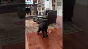 Black Lab Is Excited To Go!