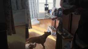Unathletic Dog Fails To Catch