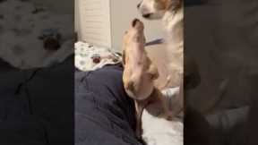 2-Legged Puppy Has Best Zoomies