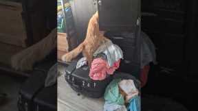 Annoying Cat Caught Making A Mess