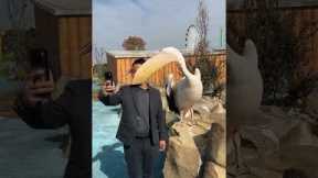 Man gets a playful bite from pelican