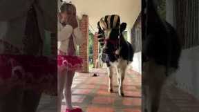 Adorable Cow and Girl Halloween Duo