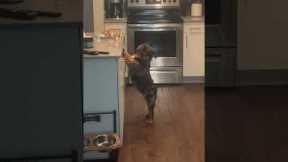 Bulldog Caught Stealing Snacks