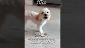 Maltipoo Dog Glow-Up Gone Wrong