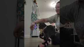 Kitten Walks With Custom Leg Braces