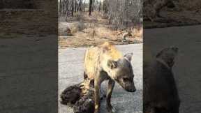 Hyena Mom Nurses Her Cubs