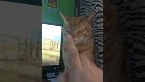 Cat Starts Up Like A Computer