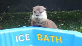 Adorable Otters Play In An Ice Bath!