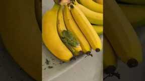 Bananas Come With Free Tree Frog