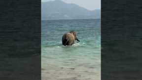 Elephant Takes A Dip In The Ocean