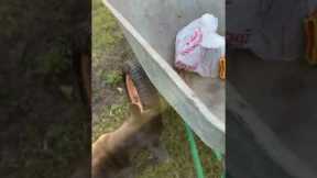 Dog Is Biting My Wheel