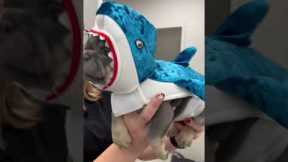 French Bulldog Becomes Baby Shark