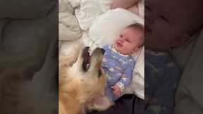 Baby Bonds With Retriever Puppy