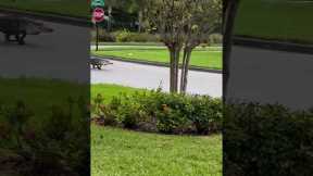 Street Alligator Before Hurricane Milton