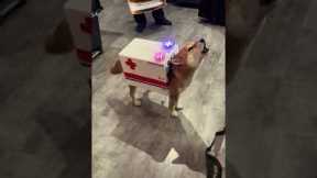 Shiba Inu Has Best Halloween Costume