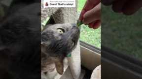 Cat Lady Discovers Wild Catnip