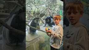 Boy's Rubik's Cube Fascinates Monkey