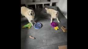 Good Dogs Can't Be Fooled