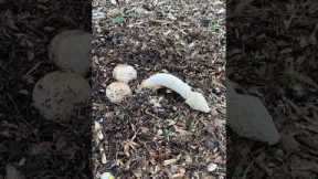 Funny Weird Looking Fungus