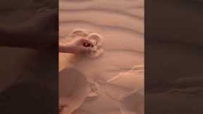 Sandfish Shows How It Escapes Predators