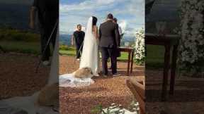 Dog Steals Bride's Spotlight