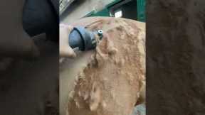 Satisfying Trimming Of Thick Horse Hair ASMR