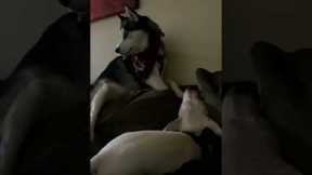 Noisy Husky Tries To Wake Up Deaf Dog
