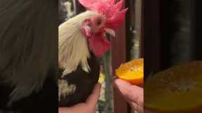 Rooster Tries Orange For The First Time