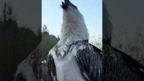 Bearded Vulture Swallows a Big Bone