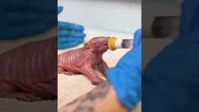 Meet Jaco The Armadillo Pup