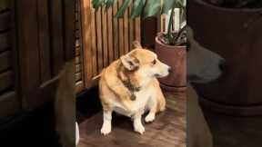 Corgi Hates Dad's Halloween Costume