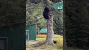 Dog Chases Bear Up A Tree
