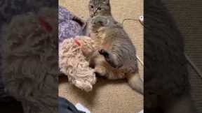 Puppy and Cat Play Together