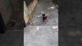 Dog Runs Away When He Drops Leash