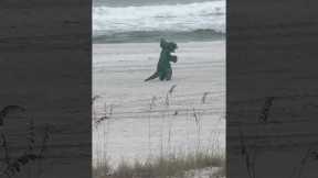 Triceratops Spotted at the Beach