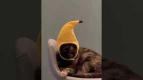 Cat in A Banana Hat