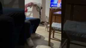 Dog Says Yahoo Like Mario