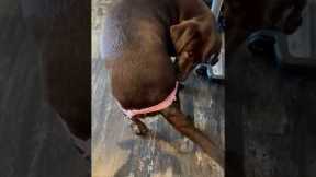 Dog Attempts To Untangle Legs