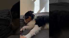 Dog's Dramatic Reaction To Betrayal