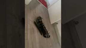 Cat jumps in surprise after spotting cucumber in Henan